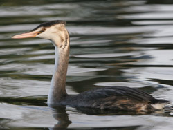 Great Crested Grebe, Brent Res 2005 Fraser Simpson