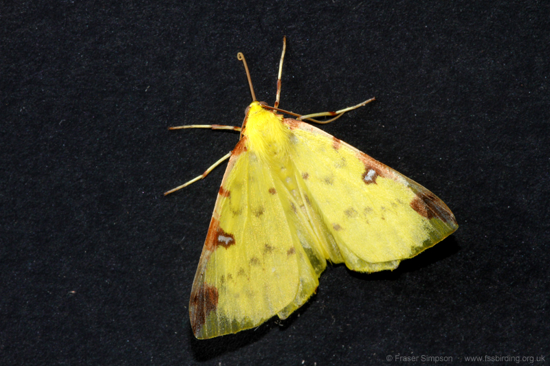 Brimstone Moth (Opisthograptis luteolata)  Fraser Simpson