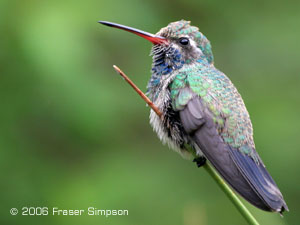 Broad-billed hummingbird 2006 Fraser Simpson