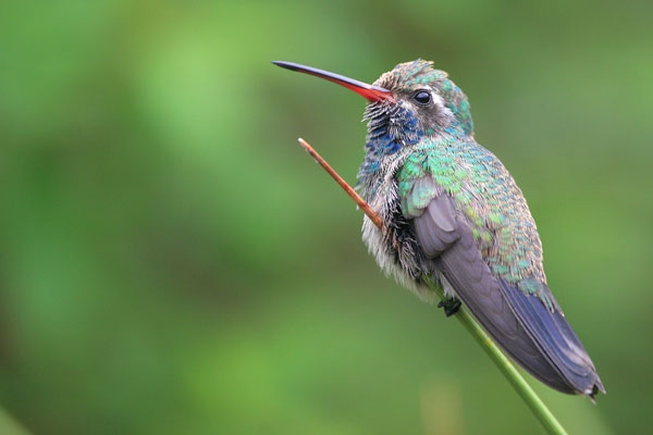 Broad-billed Hummingbird 2006 Fraser Simpson