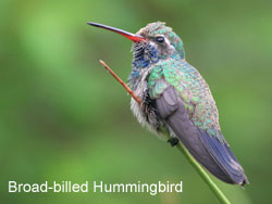 Broad-billed Hummingbird  2006  F. S. Simpson
