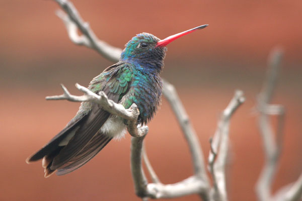 Broad-billed Hummingbird 2006 Fraser Simpson