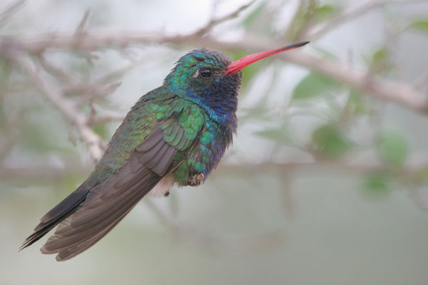 Broad-billed Hummingbird 2006 Fraser Simpson