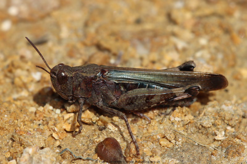 Broad Green-winged Grasshopper (Aiolopus strepens) � Fraser Simpson