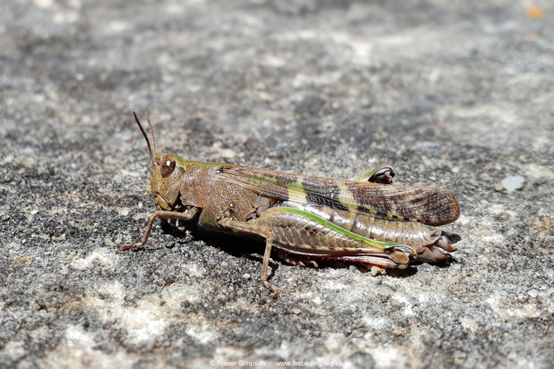 Broad Green-winged Grasshopper (Aiolopus strepens)  Fraser Simpson