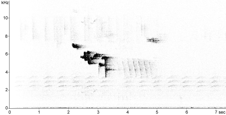 Sonogram of Brown Creeper song