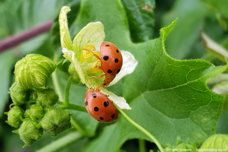 Bryony Ladybird (Henosepilachna argus)  Fraser Simpson