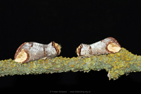 Buff-tip (Phalera bucephala) © Fraser Simpson
