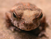 Bufo marinus