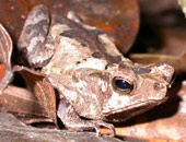 Bufo typhonius