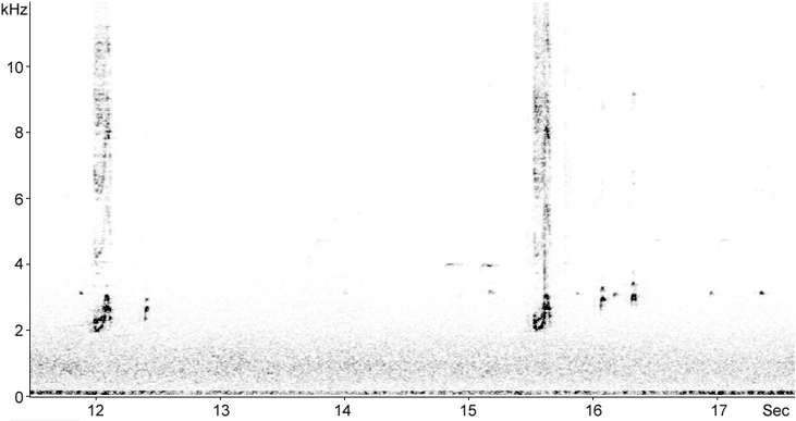 Sonogram of Bullfinch call