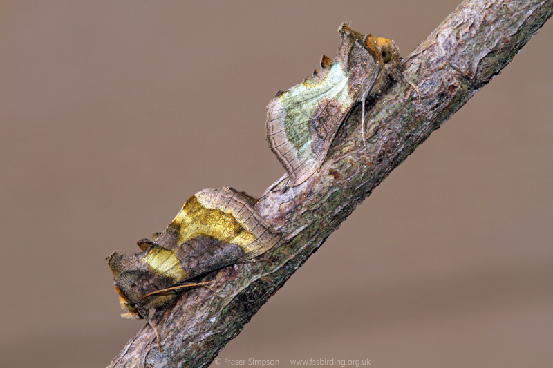 Burnished Brass (Diachrysia chrysitis)  Fraser Simpson