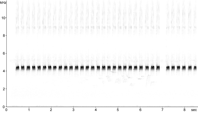 Sonogram of Bush Cricket song