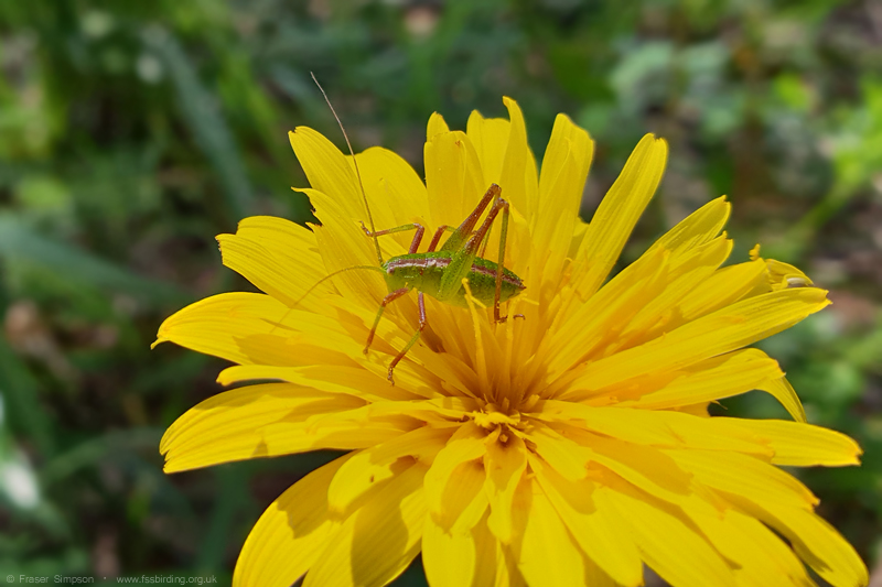 Smooth Striped Bush-cricket (Odontura glabricauda)  Fraser Simpson