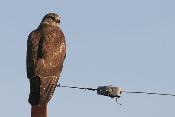 Common Buzzard 2005 Fraser Simpson