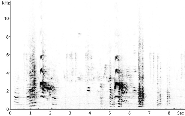 Sonogram of Common Buzzard calls