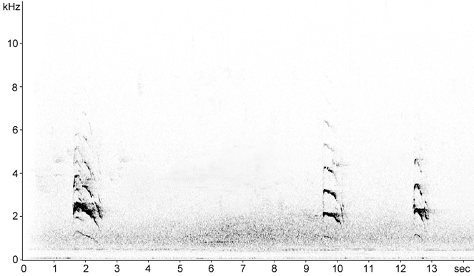 Sonogram of Common Buzzard calls