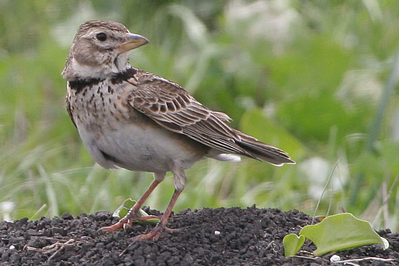 Calandra Lark, La Janda  2005  F. S. Simpson