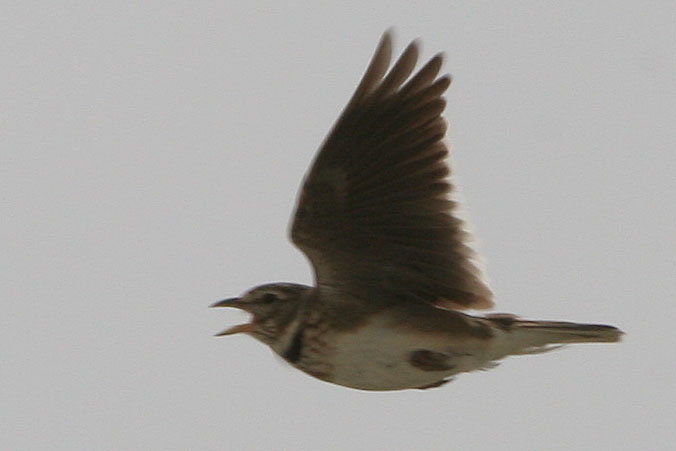 Calandra Lark song-flighting, La Janda  2005  F. S. Simpson