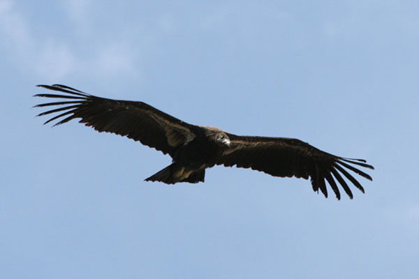 California Condor ©2006 Fraser Simpson