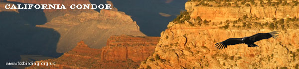 California Condor, Grand Canyon ©2006 Fraser Simpson