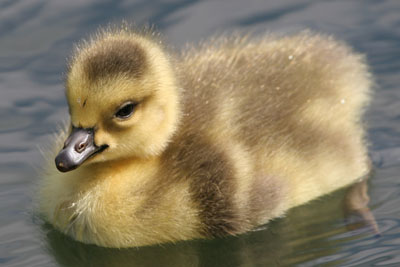 Canada Goose chick � 2005  F. S. Simpson