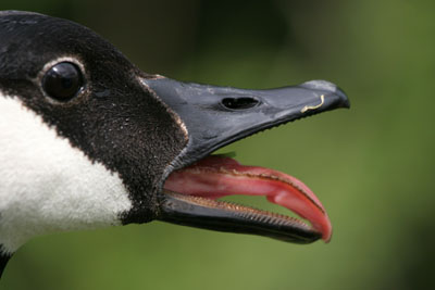 Canada Goose � 2005  F. S. Simpson