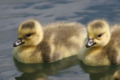 Canada Goose chicks � 2005  F. S. Simpson