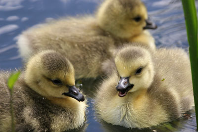Canada Goose chicks � 2005  F. S. Simpson