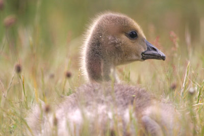 Canada Goose gosling  2005  F. S. Simpson