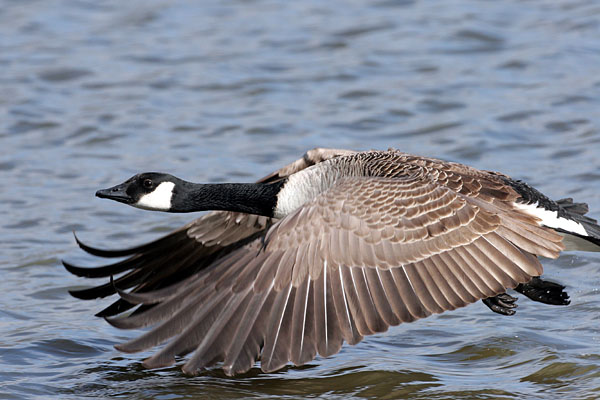 Canada Goose 2006 Fraser Simpson