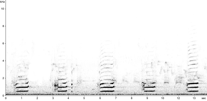 Sonogram of Canada Goose calls