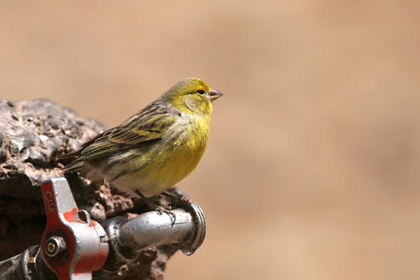 Atlantic Canary 2006 Fraser Simpson