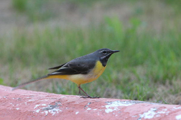 Grey Wagtail  Motacilla cinerea canariensis 2006 Fraser Simpson