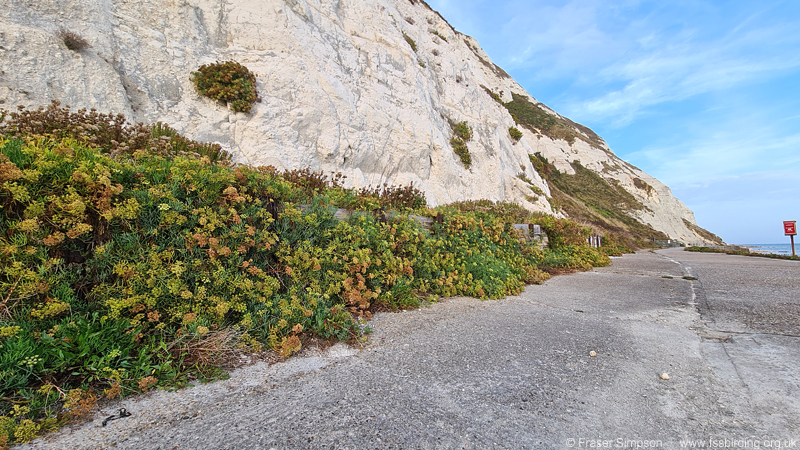 European Tree-cricket (Oecanthus pellucens) habitat, Capel-le-Ferne, Kent  Fraser Simpson