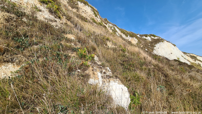 Rufous Grasshopper (Gomphocerippus rufus) habitat, Capel-le-Ferne cliffs  Fraser Simpson