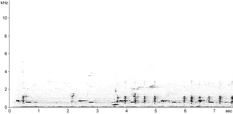 Sonogram of female Capercaillie calls