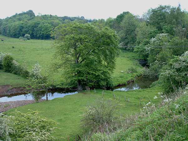 Point 1. View from bridge over Carmel Water: Warblers, Long-tailed Tit, Bullfinch, Great Spotted Woodpecker, Song Thrush, etc. (Knockentiber-Springside disused railway line)  Fraser Simpson