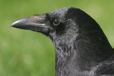 Carrion Crow  2005  F. S. Simpson