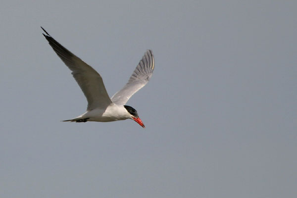 Caspian Tern 2006 Fraser Simpson