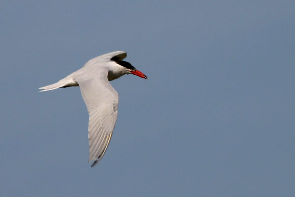 Caspian Tern 2006 Fraser Simpson