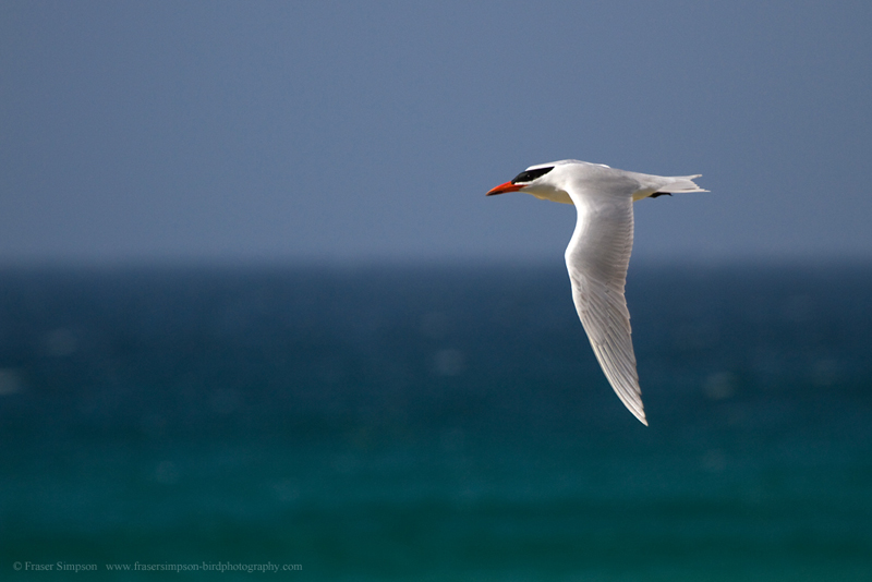 Caspian Tern (Hydroprogne caspia), Zahara de los Atunes  Fraser Simpson