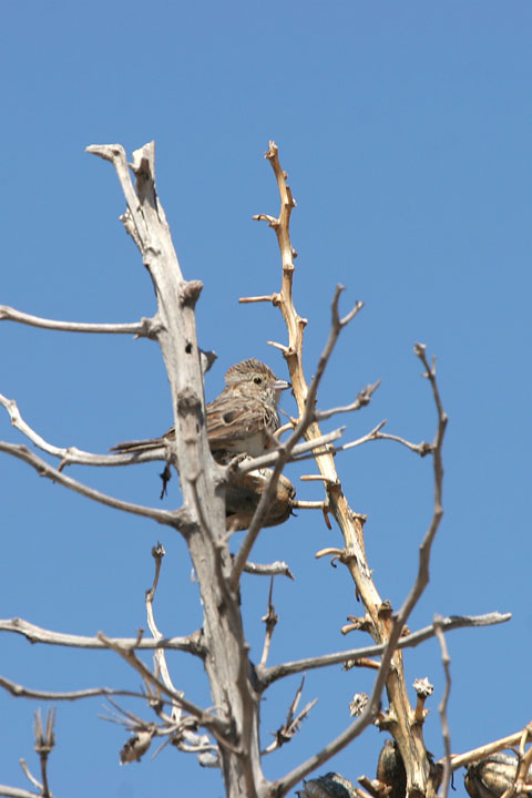 Cassin's Sparrow 2006 Fraser Simpson