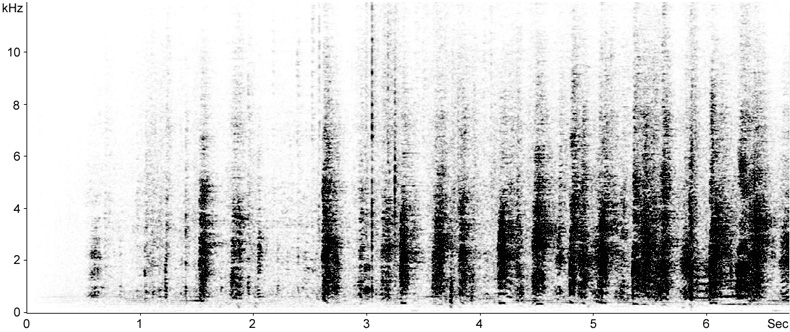 Sonogram of breeding calls from a Cattle Egret breeding colony