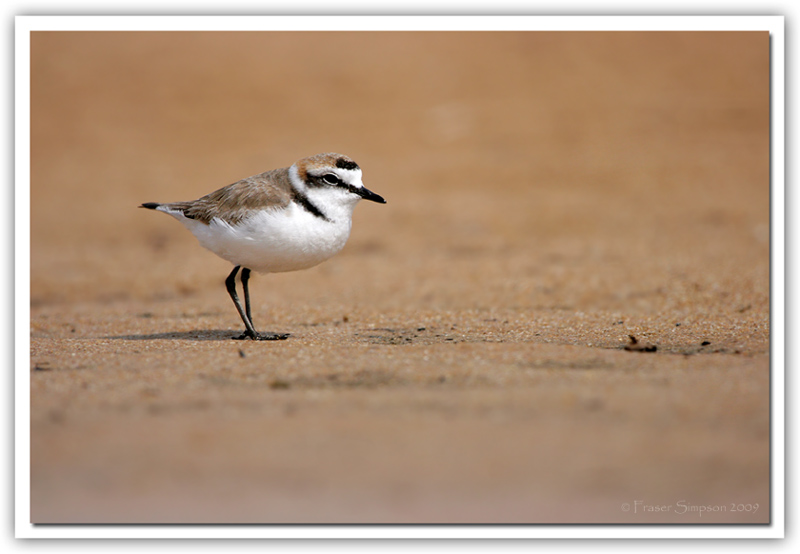 Kentish Plover, Charadrius alexandrinus  2009 Fraser Simpson
