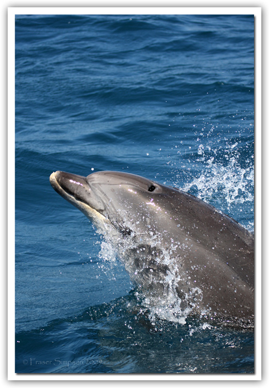 Bottlenose Dolphin, Tursiops truncatus  2009 Fraser Simpson