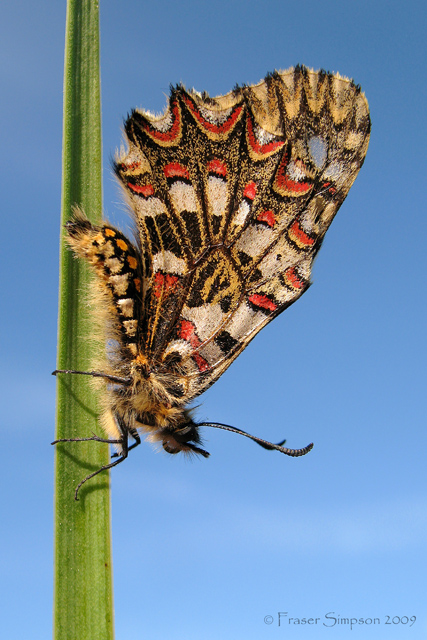 Spanish Festoon, Zerynthia rumina  2009 Fraser Simpson