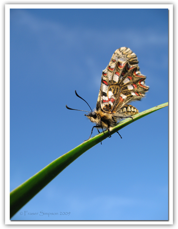 Spanish Festoon (Zerynthia rumina)