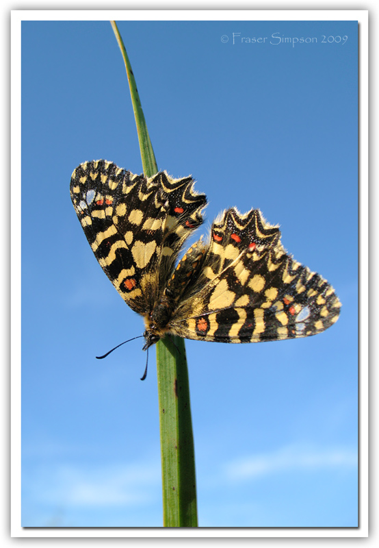 Spanish Festoon (Zerynthia rumina)  2009 Fraser Simpson