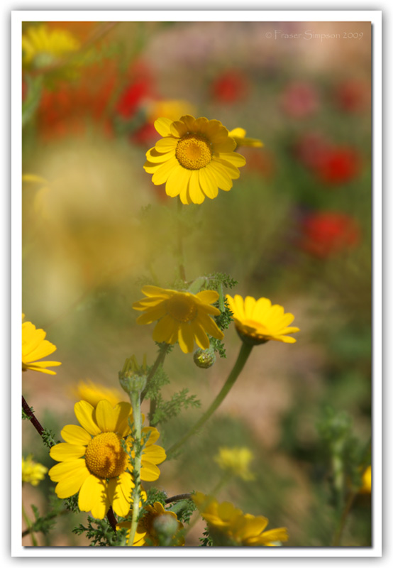 Castillo de la Almadrabas Flora  2009 Fraser Simpson